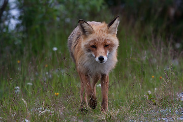 Image showing Red fox