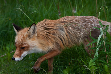 Image showing Red fox