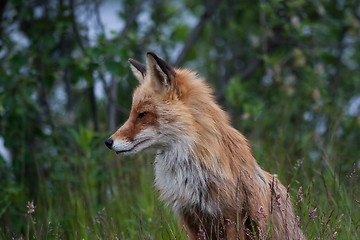 Image showing Red fox