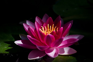 Image showing Red waterlily