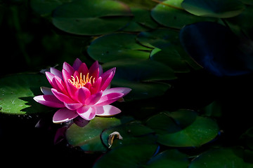 Image showing Red waterlily