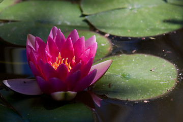 Image showing Red waterlily