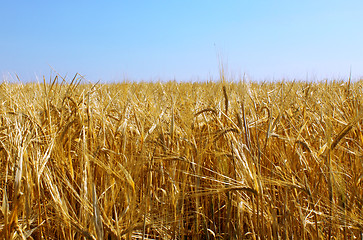 Image showing Gold wheat