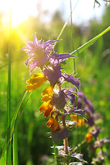 Image showing Beautiful field flower