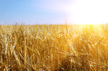 Image showing Gold wheat and sunny sky