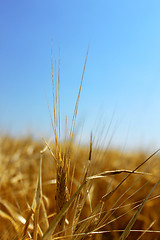 Image showing Gold wheat
