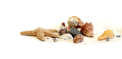 Image showing precious shells