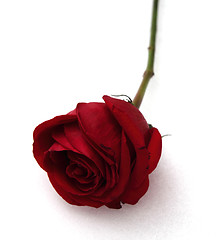 Image showing Sleeping rose