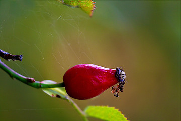 Image showing rosehip