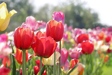 Image showing meadow of tulips