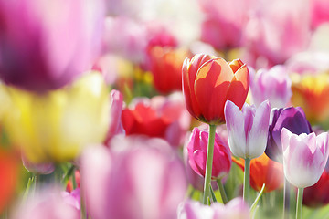 Image showing beautiful blooming tulips