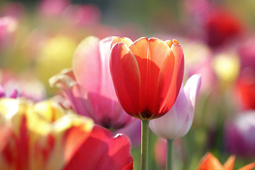 Image showing tulips