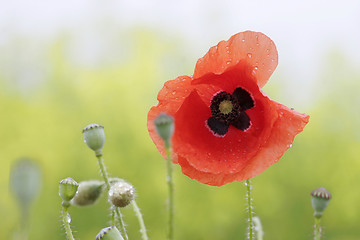 Image showing poppy