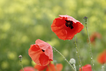 Image showing poppies after rain