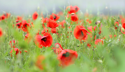 Image showing poppies after rain