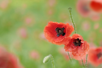 Image showing poppies