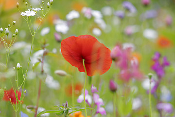 Image showing flowers