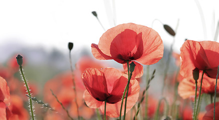 Image showing red poppies