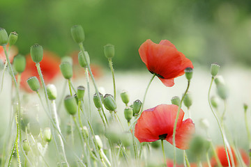 Image showing poppies