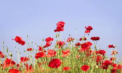 Image showing poppies