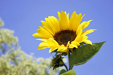 Image showing sunflower against blue sky