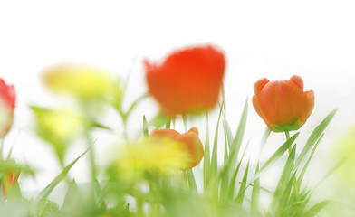 Image showing spring flowers