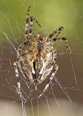 Image showing Closeup of large spider