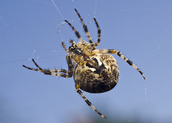 Image showing Big spider on the web 