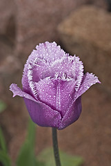 Image showing Stock photo: Beautiful tulip with droplets 