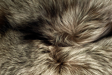 Image showing Background - beautiful polar Fox fur