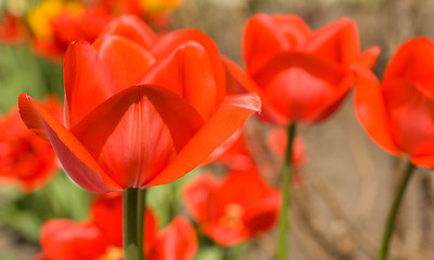 Image showing Red Tulips in the garden