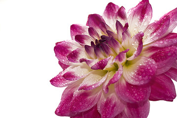 Image showing Wet Pink dahlia