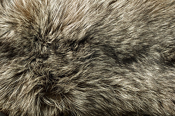 Image showing Closeup of beautiful polar Fox fur