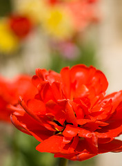 Image showing Spring is coming. Red Tulip bud