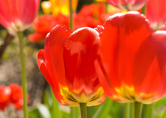 Image showing Bright Red Tulips in garden
