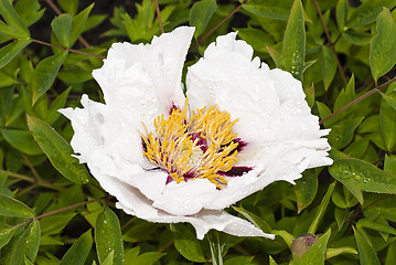 Image showing Stock photo: Beautiful Peony bud 