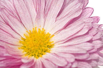Image showing Close-up of golden-daisy or chrysanthemum