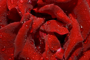 Image showing Closeup of the wet rose bud