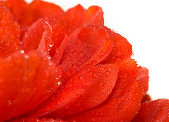 Image showing Red tulip bud with water drops over white