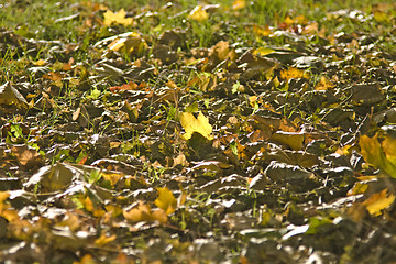 Image showing Colorful Autumn - Maple Leaves are falling