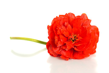 Image showing Red tulip isolated on white