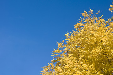 Image showing Wonderful fall - yellow leaves of tree