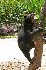 Image showing Bear climbing