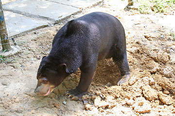 Image showing Bear diggin