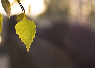 Image showing Beautiful Fall. Leaf of the tree