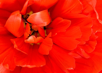 Image showing Flower. Macro of red tulip bud