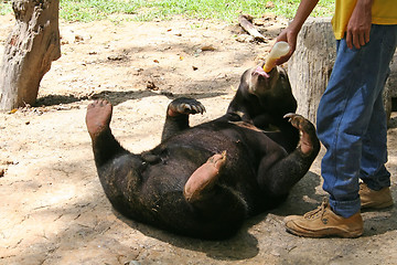 Image showing Bear feeding