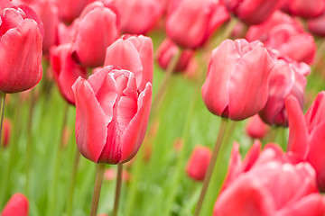 Image showing Flowers in keukenhof park in Holland