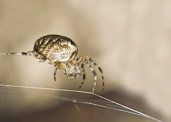 Image showing Macro shot of large spider 