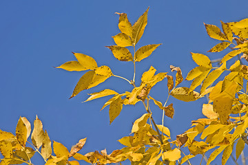 Image showing Beautiful fall - yellow leaves